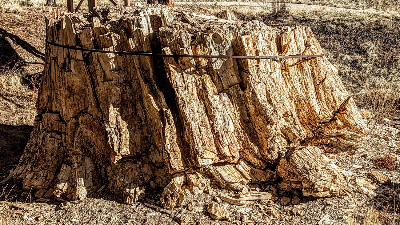 A large, fossilized tree stump with a thin metal band wrapped around the top.