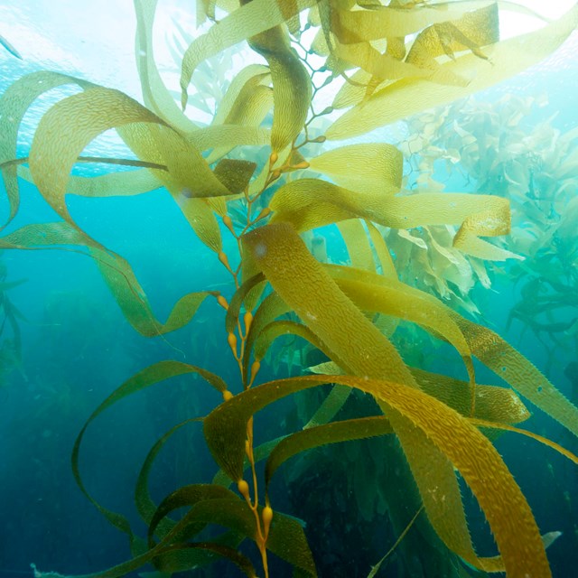 strand of giant kelp floating near the surface of the ocean with sunlight shining down